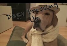 Funny Dogs Dressing Up Compilation – Dogs
