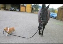 Funny Dogs Walking Horses Compilation || NEW HD – Dogs