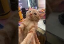 Funny Cats 😹 episode 572 #shorts – Cats