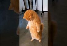 funny cats 😂 episode 259 #shorts – Cats