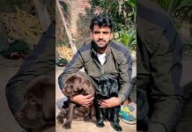 Future star of sikri kennel🤎🖤 #dog #shorts #trending #viral #labrador #puppy #video #love #india – Dogs
