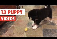 13 Funny Puppies | Dog Video Compilation 2017 – Dogs