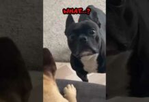 Funny dogs 🤣🤣 episode 62 #shorts – Dogs