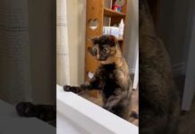 Funny Cats 😹 episode 576 #shorts – Cats