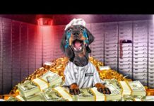 Puppy’s Money Scheme Ruined! Cute & funny dachshund dog video! – Dogs
