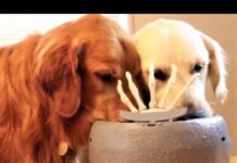 Funny Dogs Reaction To Scary Hand Halloween Candy Bowl! – Dogs