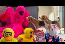 Funny Dogs get PRANKED Compilation 6 : Cute Beagle Dogs Louie & Marie – Dogs
