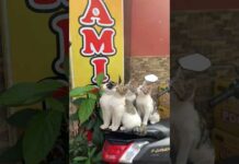 FUNNY CATS CUTE VIDEOS 🐾 331 – Cats