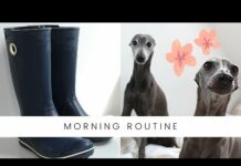 Funny Dogs Morning Routine Italian Greyhound – Dogs