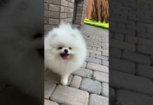cute pomeranian puppy video 🐕🐕☺️ – Dogs