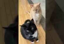 Funny Cats 😹 episode 558 #shorts – Cats