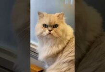Funny Cats 😹 episode 579 #shorts – Cats