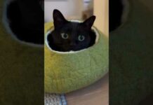 FUNNY CATS CUTE VIDEOS 🐾 333 – Cats