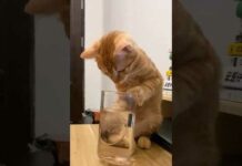 Funny Cats 😹 episode 574 #shorts – Cats