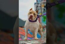 Pitbull Vs Daberman, 🔥Wolf Dog #whatsappstatus 👹👿#Viral #Dog Video #Doglover #ytshorts Dangerous dog – Dogs