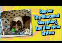 Dancer Meets A New Critter || Cute Shetland Sheepdog dog Video #shorts – Dogs