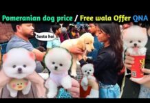 Pomeranian dog price l Free wala offer QNA | cute funny dog video | dog Market full address #viral – Dogs