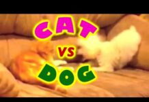 Funny Cats and Dogs Fighting so Funny – Cats