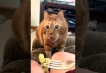 #funny cats videos 😂😂 23 – Cats