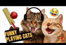 Funny Cats and Cute Kittens Playing Compilation for laugh! – Cats