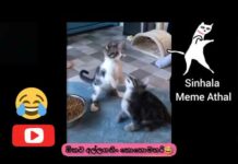 Cute Cats Memes Complication,sinhala meme athal, memes ,funny cats , sinhala memes review , cats – Cats