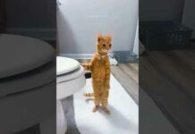 funny cats 😂 episode 292 #shorts – Cats