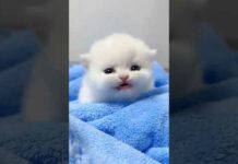 cutes cat video moments in 2023 P132 #shorts #catvideo #beautiful #animals #viral – Cats