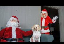 Dogs vs Good/Bad Santa Prank: Funny Dogs Maymo, Penny & Potpie – Dogs