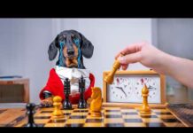 Struggle With Chess Cheater! Cute & funny dachshund dog video! – Dogs