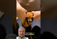 Funny Puppy dog Video ||AnimalsVideos 360 – Dogs