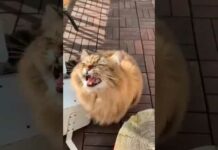 funny cats meme 😄😅 episode 49 #shortvideo #animals #funnyvideo #shorts #memes #short – Cats