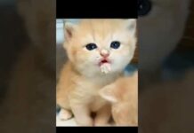cute and funny cats 💫💓 – Cats
