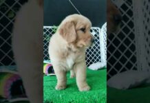 Cute and Funny Dog Video Compilations,🐕🐕 #1765 – Dogs
