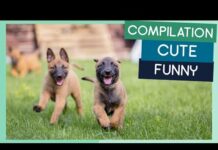 Belgian Malinois Compilation: Cute Puppies, Funny Dogs & Tricks – Dogs