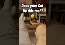 The Funniest Cat Video You’ll See Today 🤣 Why Cats Do That? #cat #shorts #funny – Cats