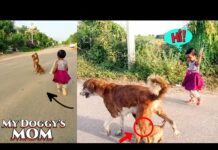 Funny Dog Videos | Funny Animals | Dog Playing With Baby | Emotional Dog Video | #dog #dogs #shorts – Dogs