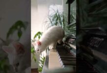 Funny Animals Video Funny Cat Video Short Clip Funny Cat Video 2022 Funny Cat Shorts cat shorts – Cats