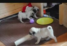 Pug puppies playing at 7 weeks old – Cute puppy video – Dogs