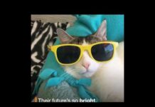 Funny dogs and cats are cool / National Sunglasses Day – Dogs