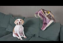Dogs vs Giant Snake! Funny Dogs Maymo, Potpie & Penny – Dogs