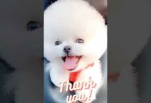 Most Famous Pomeranian TikTok Compilation 2021 ll Funny Dogs Videos ll Pomeranian cute dogs – Dogs
