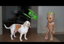 Groot Saves Dogs from Alien Skeleton! Funny Dogs Maymo & Potpie – Dogs